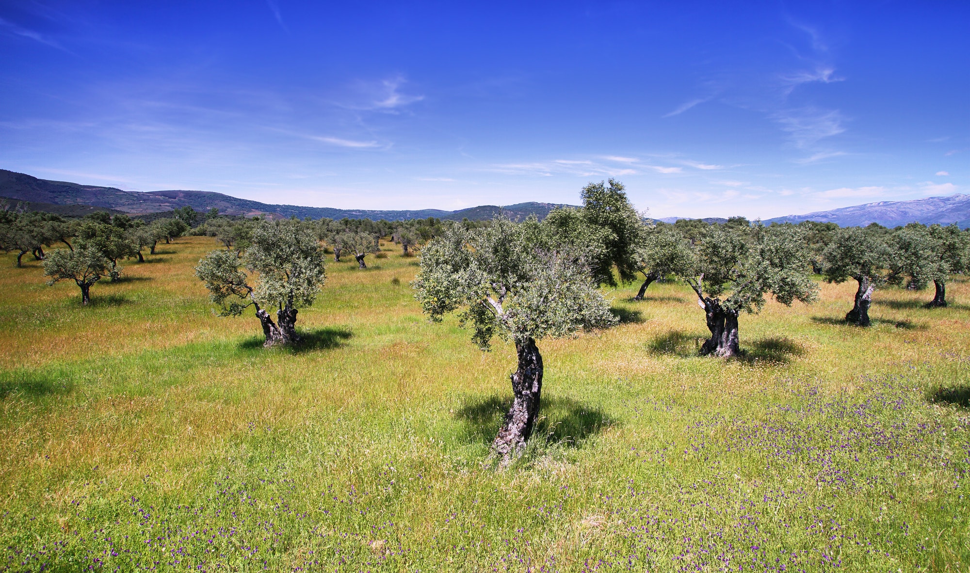 Olive trees